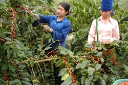 Giá cà phê hôm nay 13/3: Quay đầu tăng, chuyên gia lý giải nguyên nhân