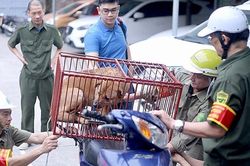 Vì sao số người bị chết do bệnh dại gia tăng?