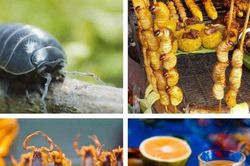 10 loại côn trùng đáng sợ nhưng được nhận xét là cực ngon