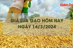 Giá lúa gạo hôm nay 14/3/2024: Giá lúa đồng loạt tăng từ 100 - 200 đồng/kg