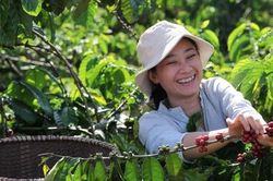 Tín hiệu vui cho người trồng cà phê