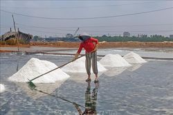 Giá muối giảm 30% khiến diêm dân lo lắng