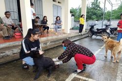 Tử vong do bệnh dại tăng gấp đôi so với năm ngoái