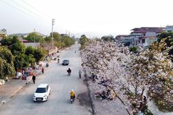 Vẻ đẹp miền hoa ban