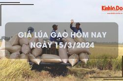 Giá lúa gạo hôm nay 15/3/2024: Duy trì ổn định