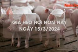Giá heo hơi hôm nay 15/3/2024: Miền Nam tăng cao nhất 2.000 đồng/kg