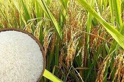 Giá lúa gạo hôm nay (15-3): Giá lúa gạo trong nước ổn định