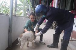Hướng dẫn cách xử trí vết thương khi bị chó, mèo cắn để tránh bệnh dại