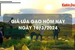 Giá lúa gạo hôm nay 16/3/2024: Tiếp tục chững giá