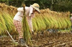 Giá lúa gạo hôm nay (16-3): Duy trì ổn định