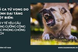 Ca tử vong do bệnh dại tăng đột biến