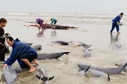 Hình thù kỳ lạ của đàn cá quý mắc lưới ngư dân Hà Tĩnh
