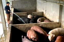 Các hiệp hội chăn nuôi kêu cứu