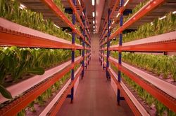 Dấu ấn mô hình trang trại thẳng đứng ở Dubai