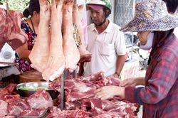 Giá heo hơi hôm nay 16/3: Đà tăng tại miền Nam chưa ngừng, lập mức cao mới