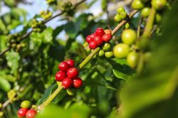 Giá cà phê hôm nay 17/3: Tăng không ngừng, thêm gần 10.000 đồng/kg từ đầu tháng
