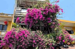 Hoa giấy nở bung phố Hội dưới nắng tinh khôi