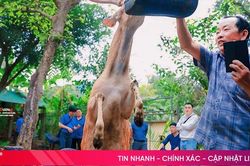 Độc, lạ hươu đi bằng 2 chân ở Hương Sơn