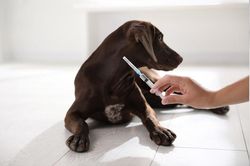 Thực hiện nghiêm các biện pháp phòng, chống bệnh dại trên động vật