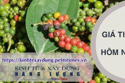 Giá tiêu hôm nay 18/3: Đồng loạt chững lại