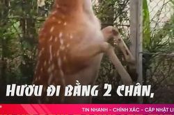 Hươu đi bằng 2 chân, cho du khách cưỡi lên mình ở Hà Tĩnh