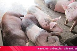 Giá heo hơi hôm nay 18/3 cao nhất 61.000 đồng/kg