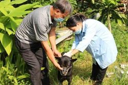 Thanh Hóa: Khoảng 10.000 người phải điều trị dự phòng bệnh dại hàng năm
