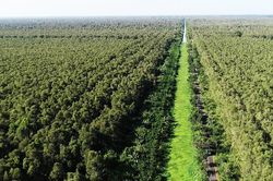 Cà Mau: Đề nghị Trung ương hỗ trợ hơn 63 tỷ đồng thực hiện dự án bảo vệ rừng