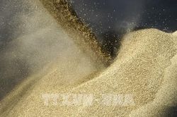 EU sắp áp thuế với nông sản nhập khẩu từ Nga và Belarus