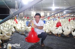 Hiệu quả từ mô hình Nuôi vịt công nghệ cao