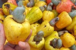 Loại quả vừa quen vừa lạ, nhiều nơi cho không ai lấy, lên thành phố giá 60.000 đồng/kg
