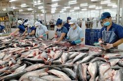 Mỹ tụt hạng trong top thị trường tiêu thụ cá tra Việt Nam