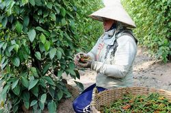 Giá tiêu hôm nay 20/3: Tăng nhẹ, khuyến cáo nông dân cẩn trọng khi mở rộng vườn tiêu