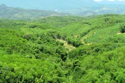 Bán thêm 1 triệu tấn tín chỉ carbon cho nước ngoài