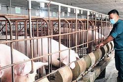 Giá heo hơi ngày 21/3/2024: Tiếp tục duy trì đa tăng mạnh mẽ