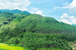 WB muốn mua thêm 1 triệu tấn carbon của Việt Nam với giá 5 USD/tấn