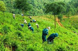 Việt Nam nhận 51,5 triệu USD từ quỹ của World Bank nhờ giảm phát thải carbon
