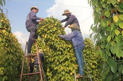 Giá hồ tiêu neo quanh mức 95.000 đồng/kg