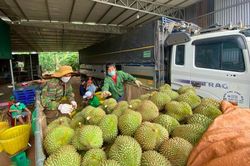 Rau quả xuất khẩu mạnh sang thị trường Trung Quốc