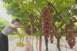Nhiều rào cản phát triển du lịch nông nghiệp