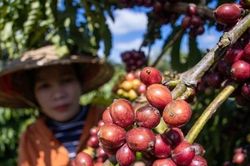 Dư địa lớn cho cà phê Việt