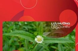 Nhọ nồi xanh mướt tuổi thơ