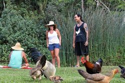 Vùng đất kỳ lạ nơi hàng nghìn con gà chạy rông nhưng không ai ăn