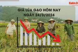 Giá lúa gạo hôm nay 24/3/2024: Tiếp tục giảm nhẹ 50 - 200 đồng/kg