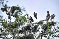 Nam sinh tử vong do cúm A (H5N1) từng đi bẫy chim hoang dã
