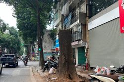 Hà Nội: Cây sao đen cổ thụ bất ngờ bị đốn hạ gây tiếc nuối