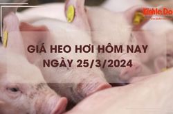 Giá heo hơi hôm nay 25/3/2024: Tăng rải rác 1.000 - 2.000 đồng/kg
