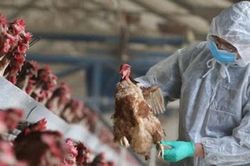 Bộ Y tế khuyến cáo sau vụ bệnh nhân cúm A/H5N1 tại Khánh Hòa tử vong