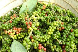 Giá tiêu hôm nay 25/3: Tiêu Việt Nam chiếm 82% thị phần nhập khẩu của Mỹ