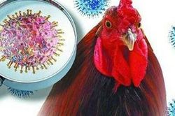 Bộ Y tế: Vẫn tiềm ẩn nguy cơ lan cúm gia cầm sang người